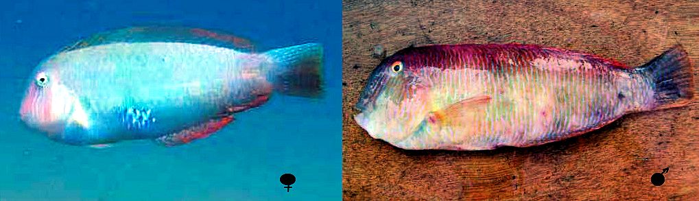 Xyrichtys novacula_0000005